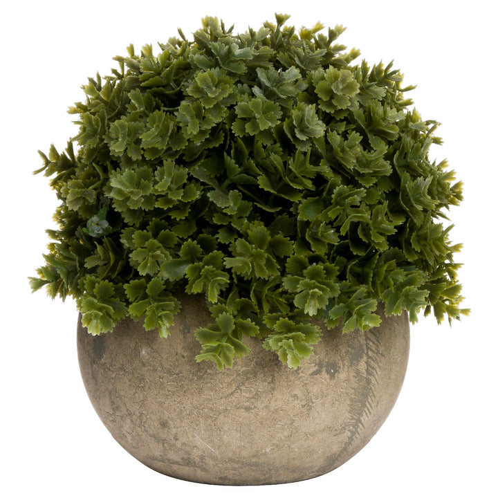 Miniature Hebe Shrub In Pot