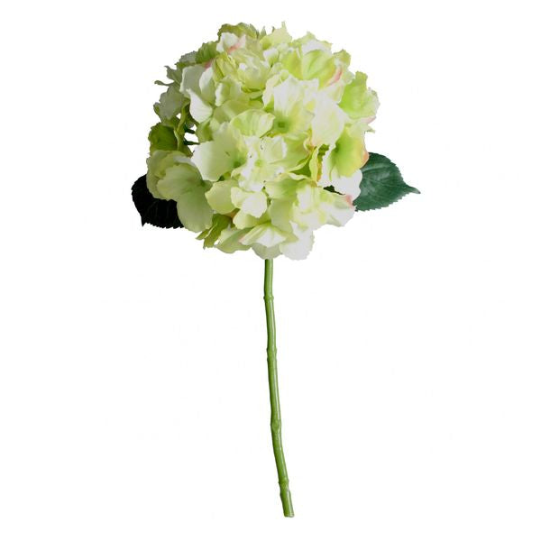 Dappled Green Short Stem Hydrangea 42cm