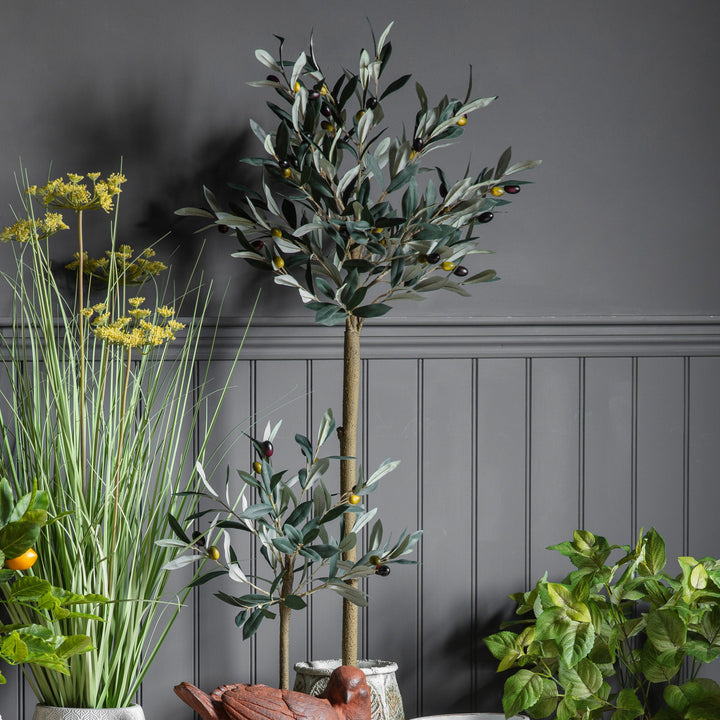 Olive Tree | Medium 1.2m