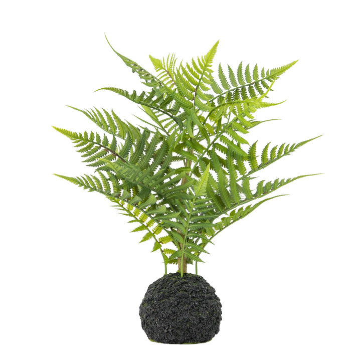 Lady Fern in Soil Green