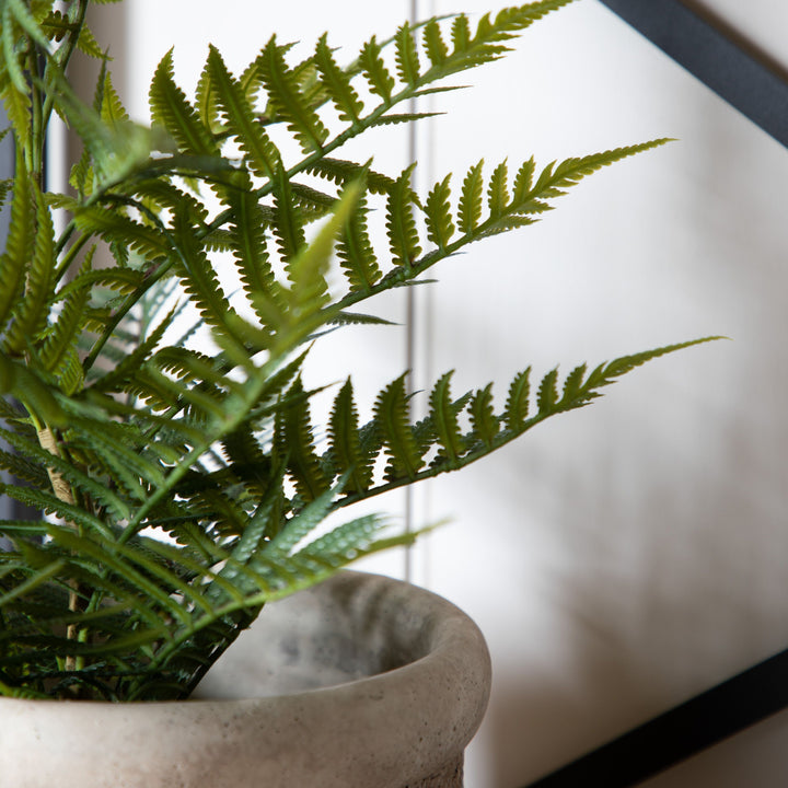 Lady Fern in Soil Green