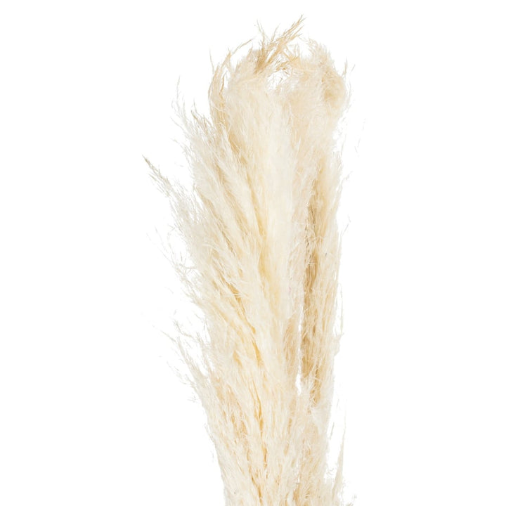 Pampas Grass Stem 100cm