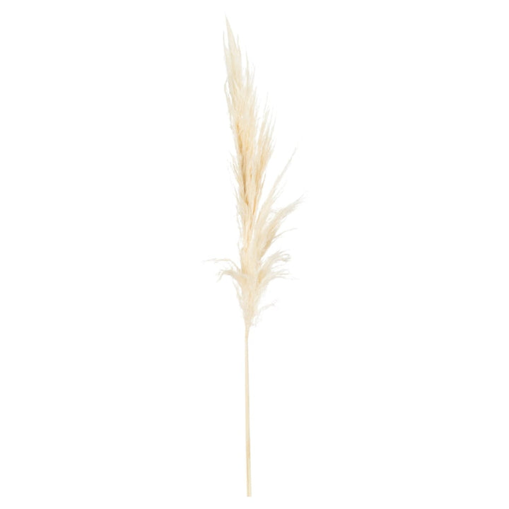 Pampas Grass Stem 100cm