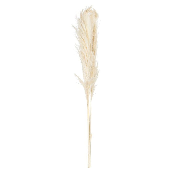 Pampas Grass Stem 100cm