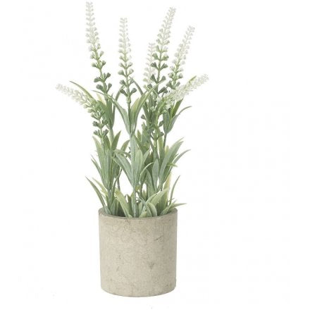 Tall Lavender Potted Plant, 28cm in