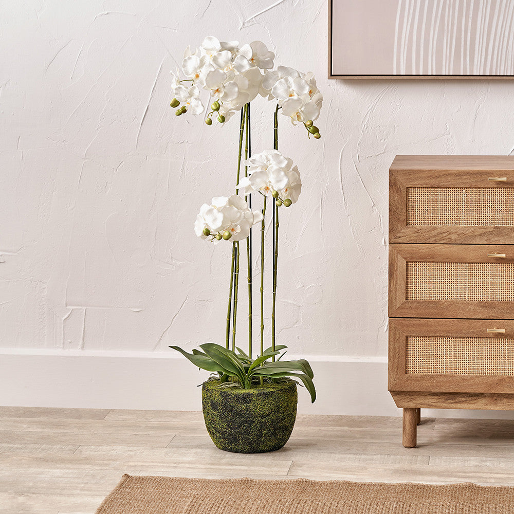 Tall White Orchid in Moss Pot 115cm