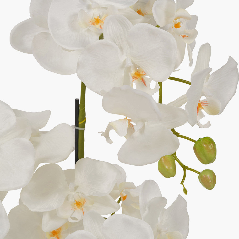 Tall White Orchid in Moss Pot 115cm