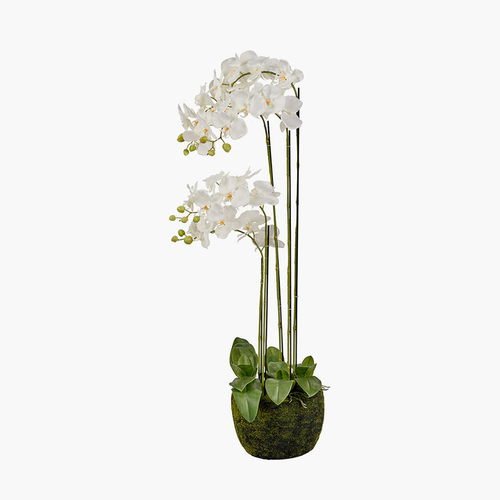 Tall White Orchid in Moss Pot 115cm