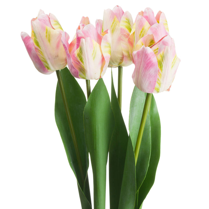 Tulips | Pink & Green x 6 stems