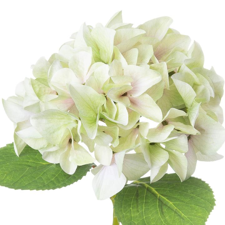 Shabby Green Single Hydrangea 50cm