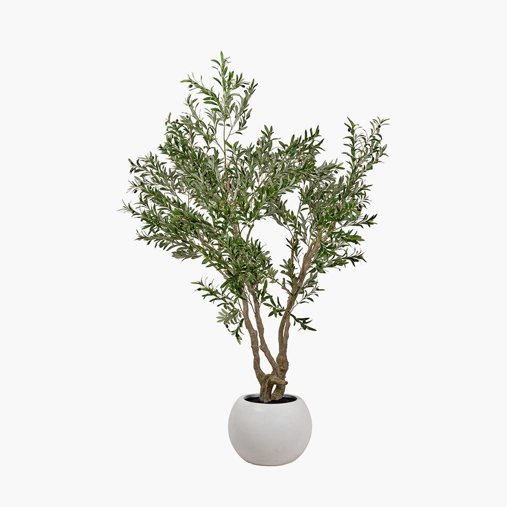 Extra Large Olive Tree in Pot 250cm