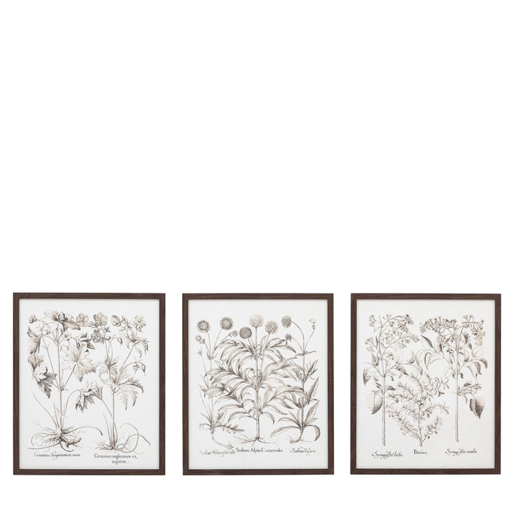 Trio Botanical Framed Art Set