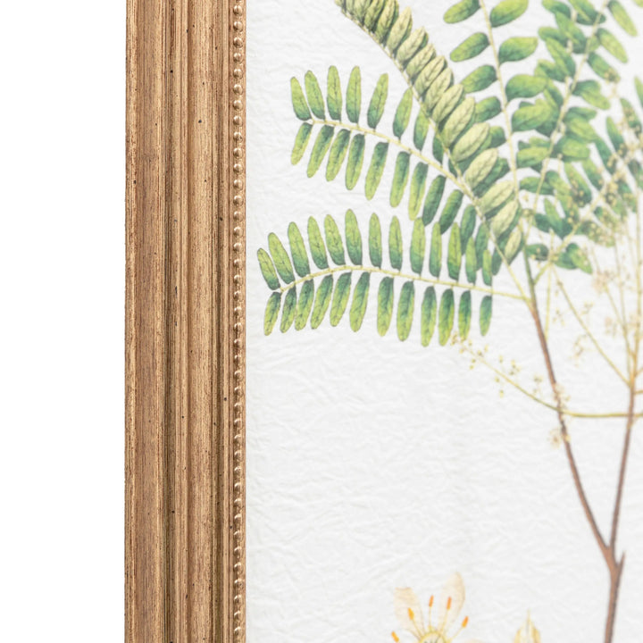 Assorted Ferns Framed Art Set of 4