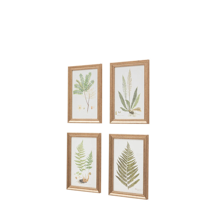 Assorted Ferns Framed Art Set of 4