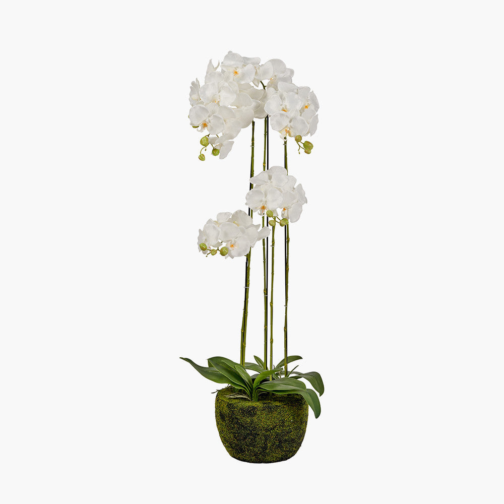 Tall White Orchid in Moss Pot 115cm