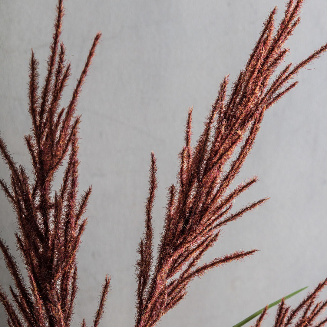 Pampas Spray Russet