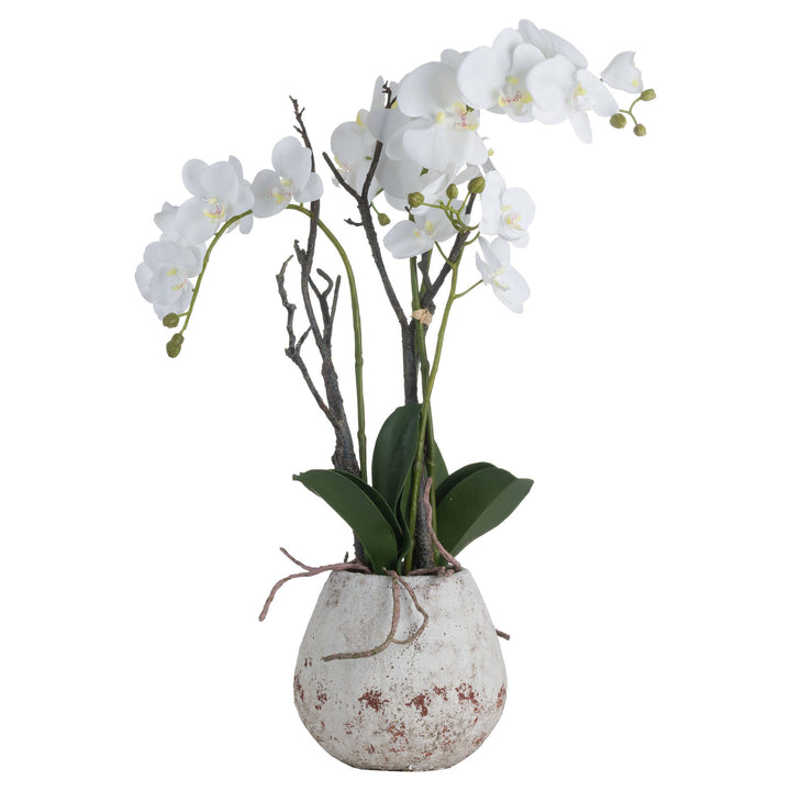 White Orchid In Stone Pot 70cm