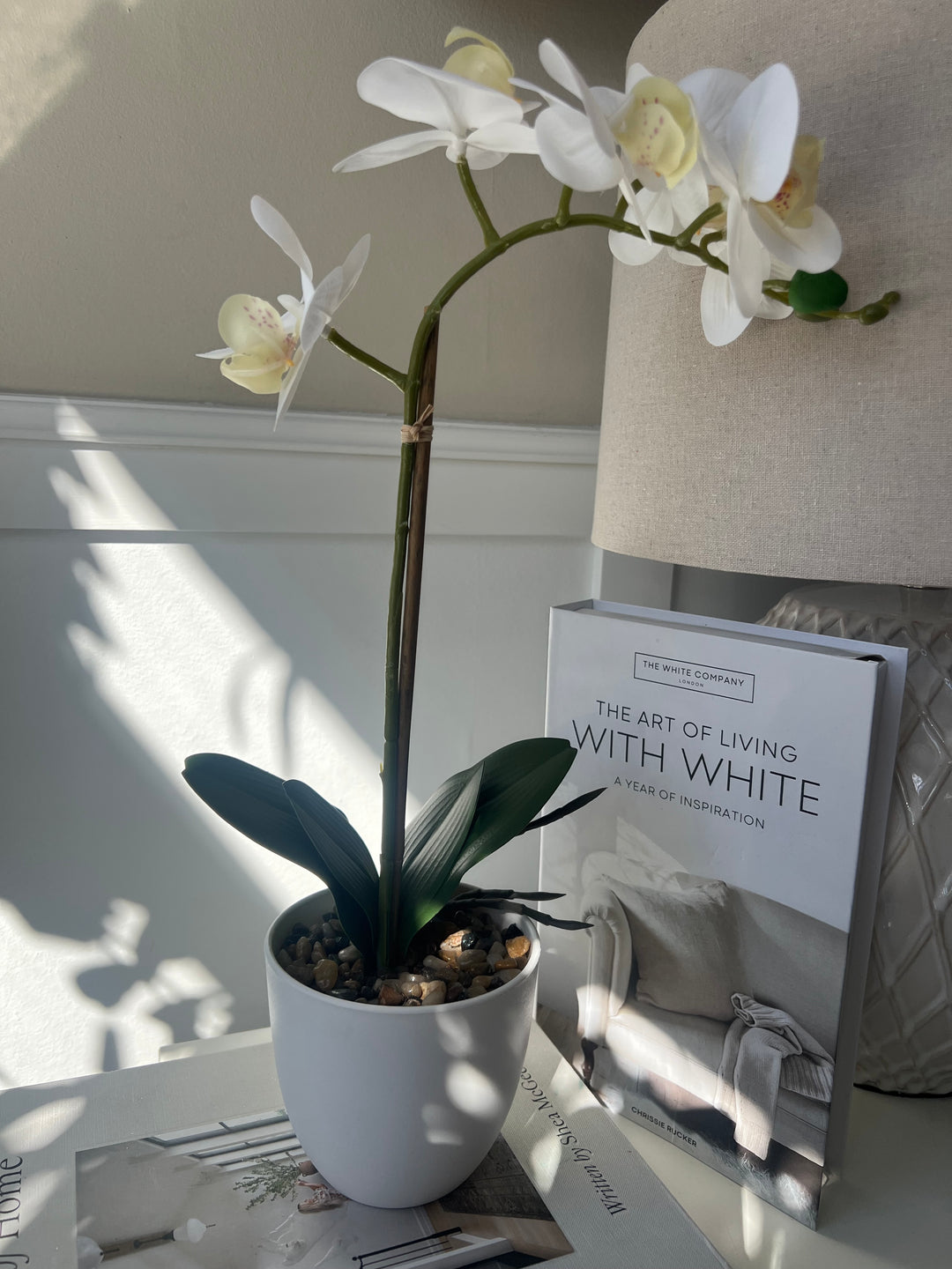 orchid plant pots uk Orchid In white Pot – Home Pieces
