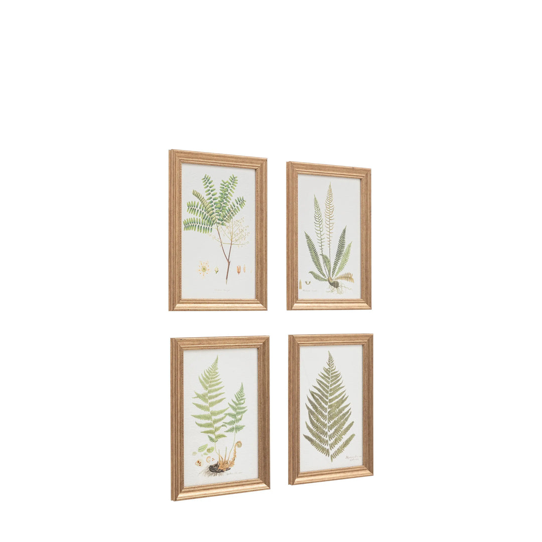 Assorted Ferns Framed Art Set of 4