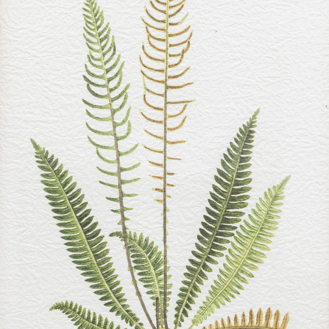 Assorted Ferns Framed Art Set of 4