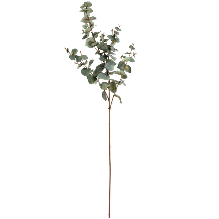 Variegated Eucalyptus 98cm