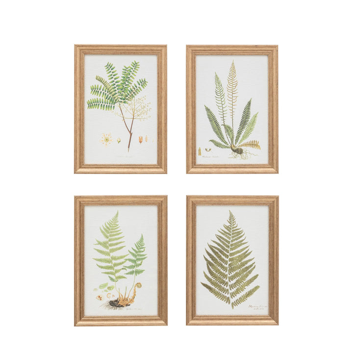 Assorted Ferns Framed Art Set of 4