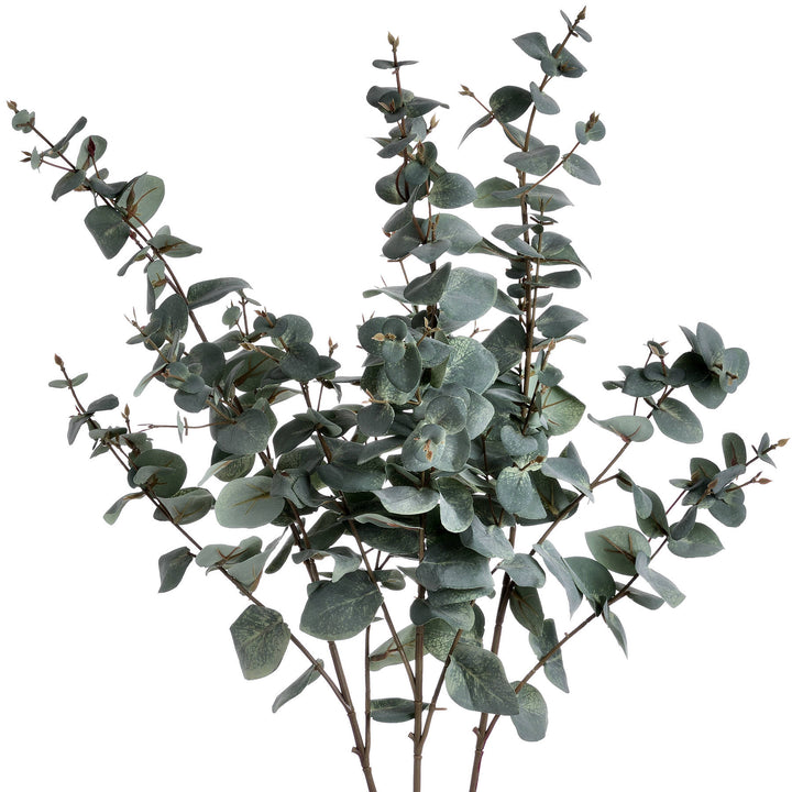 Variegated Eucalyptus 98cm