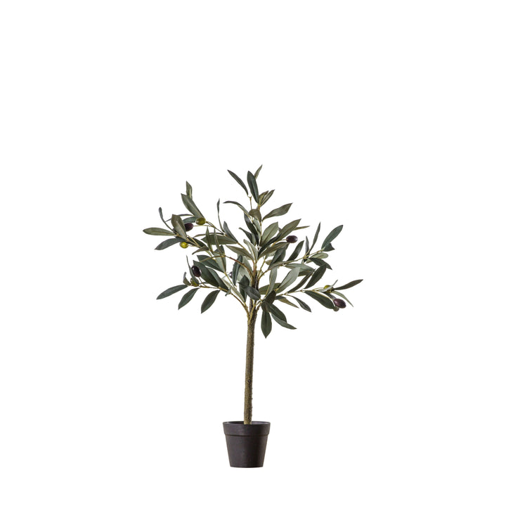 Olive Tree | Small