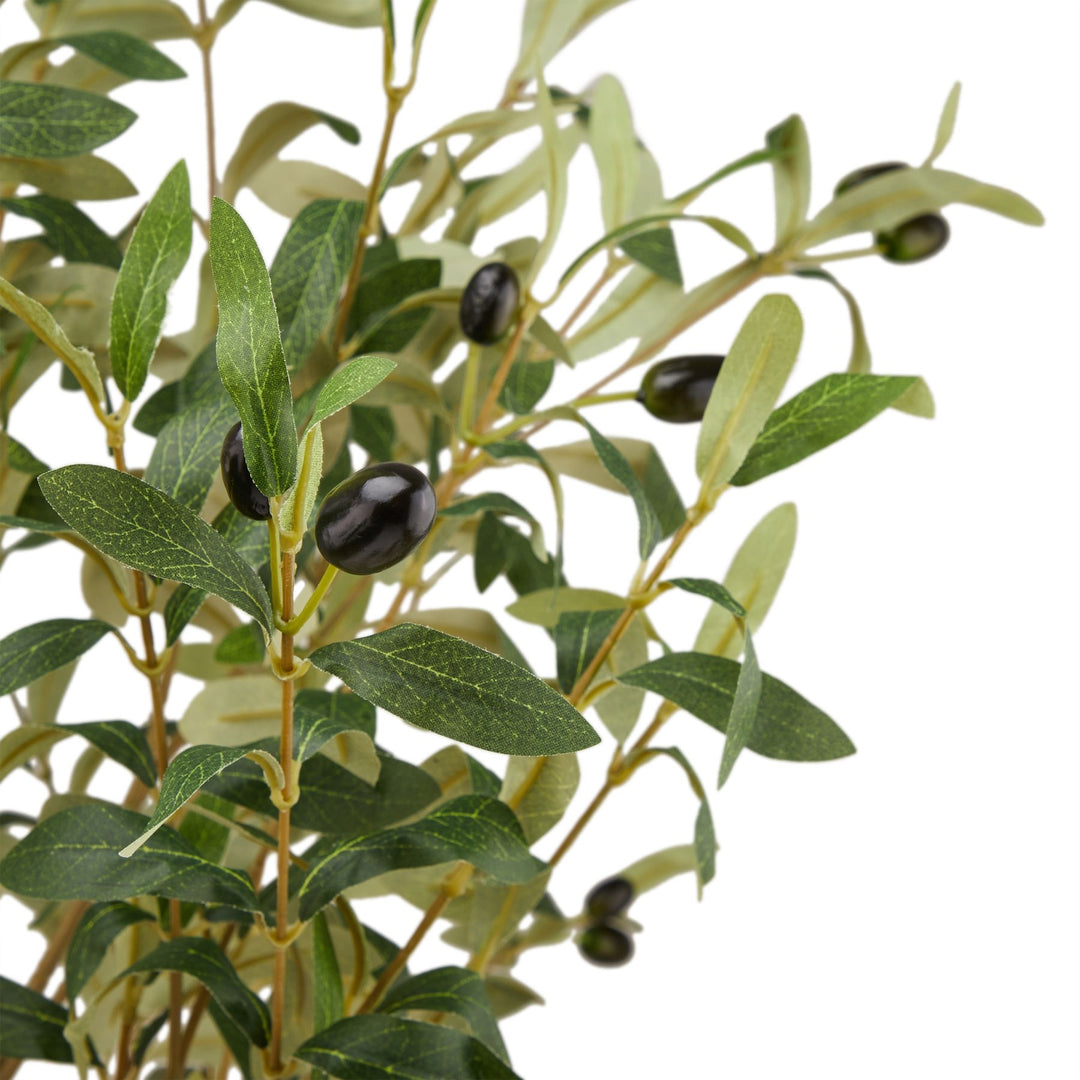 Puglia Large Olive Tree 180cm