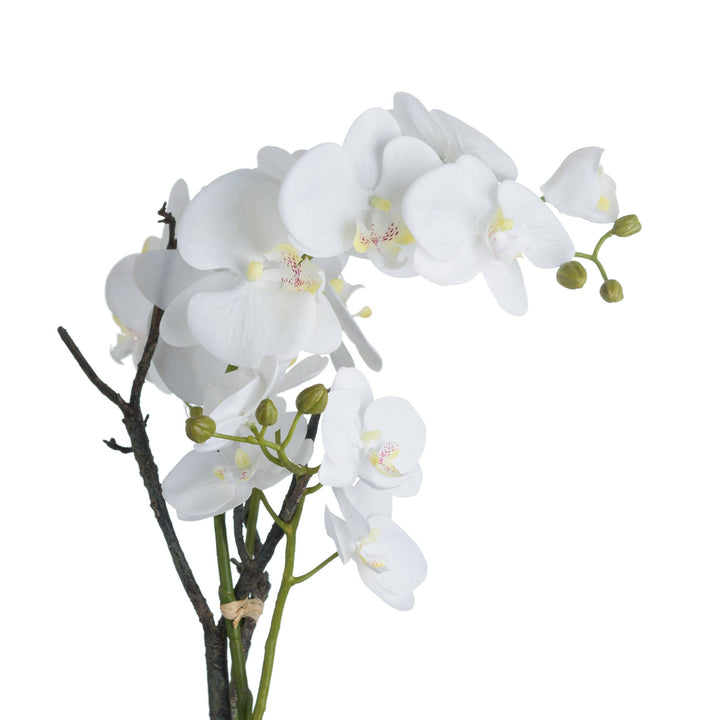 White Orchid In Stone Pot 70cm