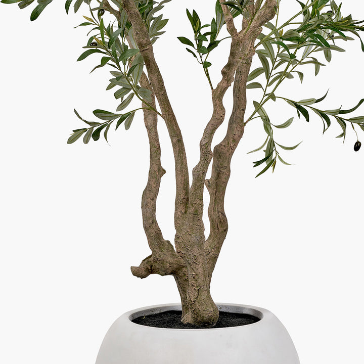 Extra Large Olive Tree in Pot 250cm