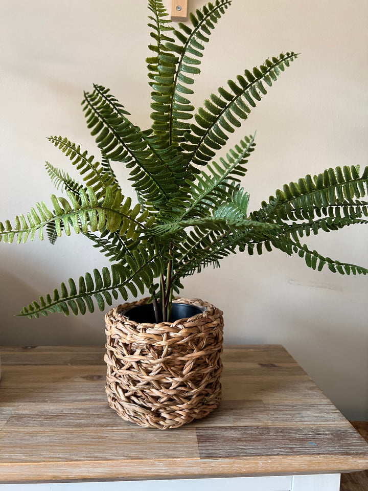 Black Potted Fern With Seagrass Planter