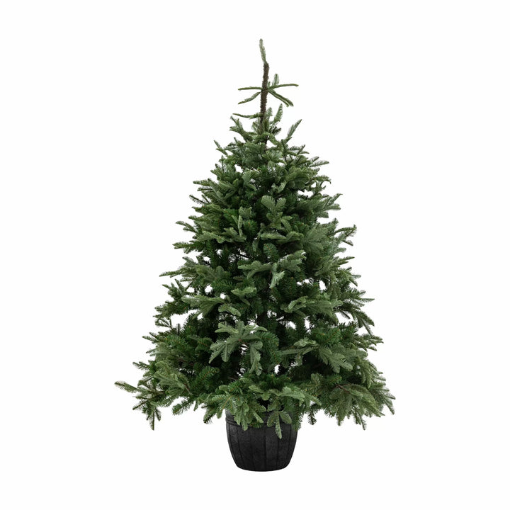 Natures Forest Xmas Tree Nordman Green 7ft