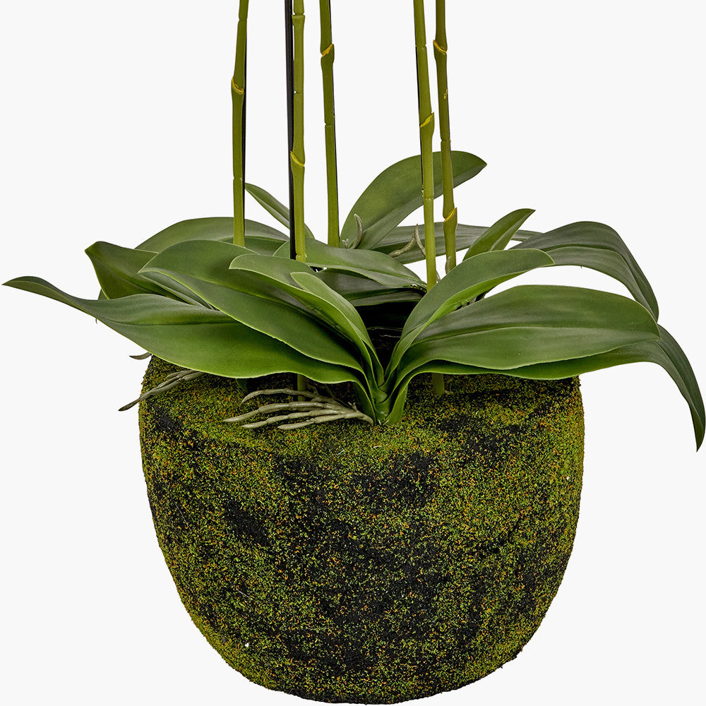 Tall White Orchid in Moss Pot 115cm