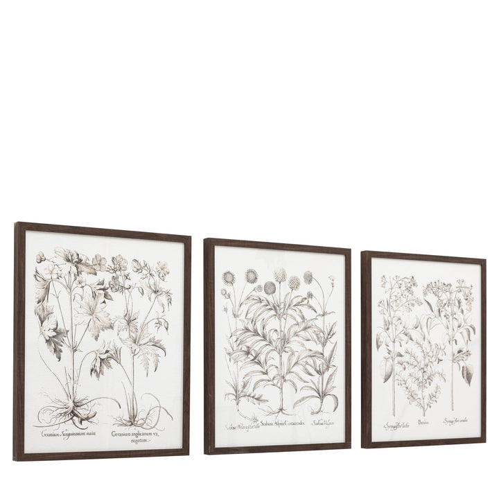 Trio Botanical Framed Art Set