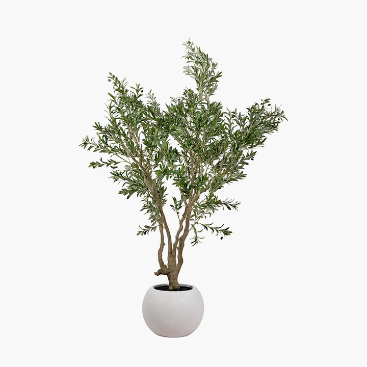 Extra Large Olive Tree in Pot 250cm