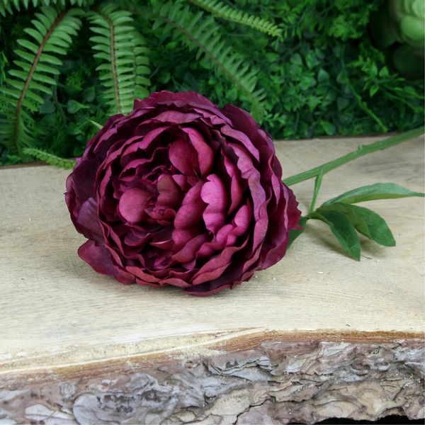 Glamis Single Peony Burgundy (62cm) x3