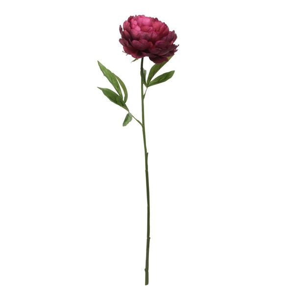 Glamis Single Peony Burgundy (62cm) x3