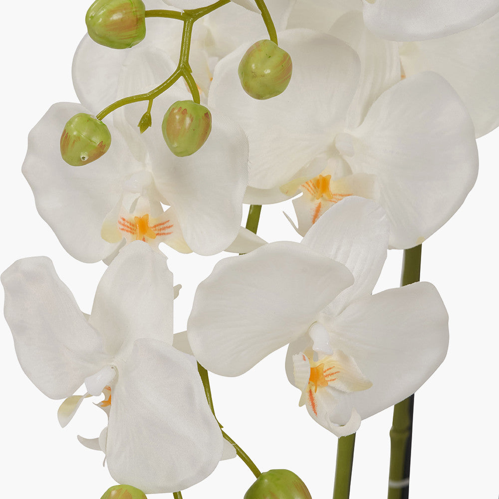 Tall White Orchid in Pot 115cm