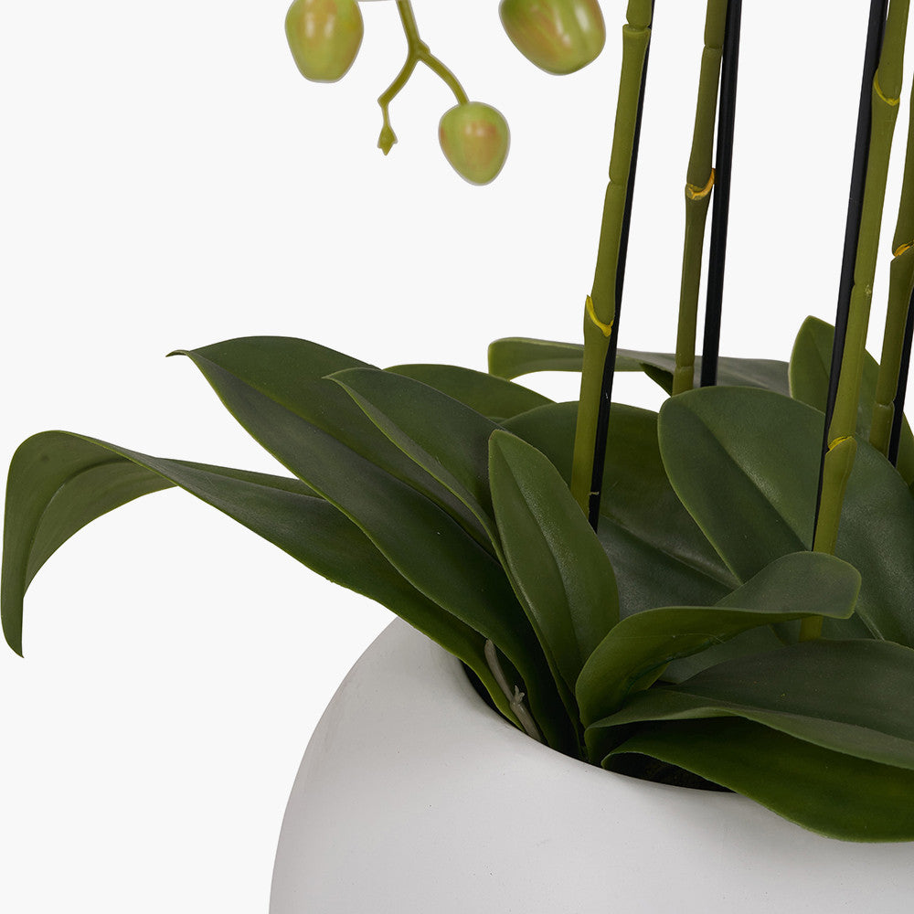 Tall White Orchid in Pot 115cm