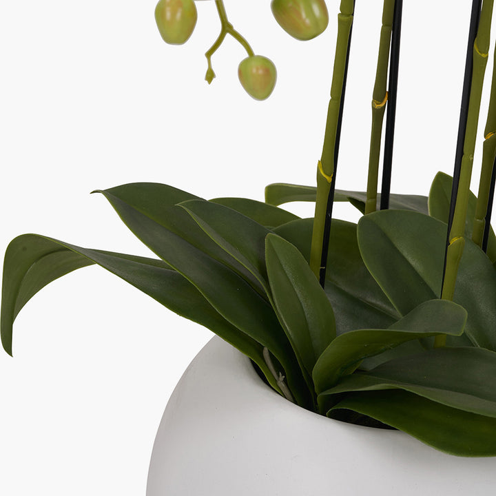 Tall White Orchid in Pot 115cm