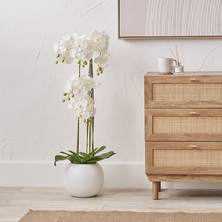 Tall White Orchid in Pot 115cm