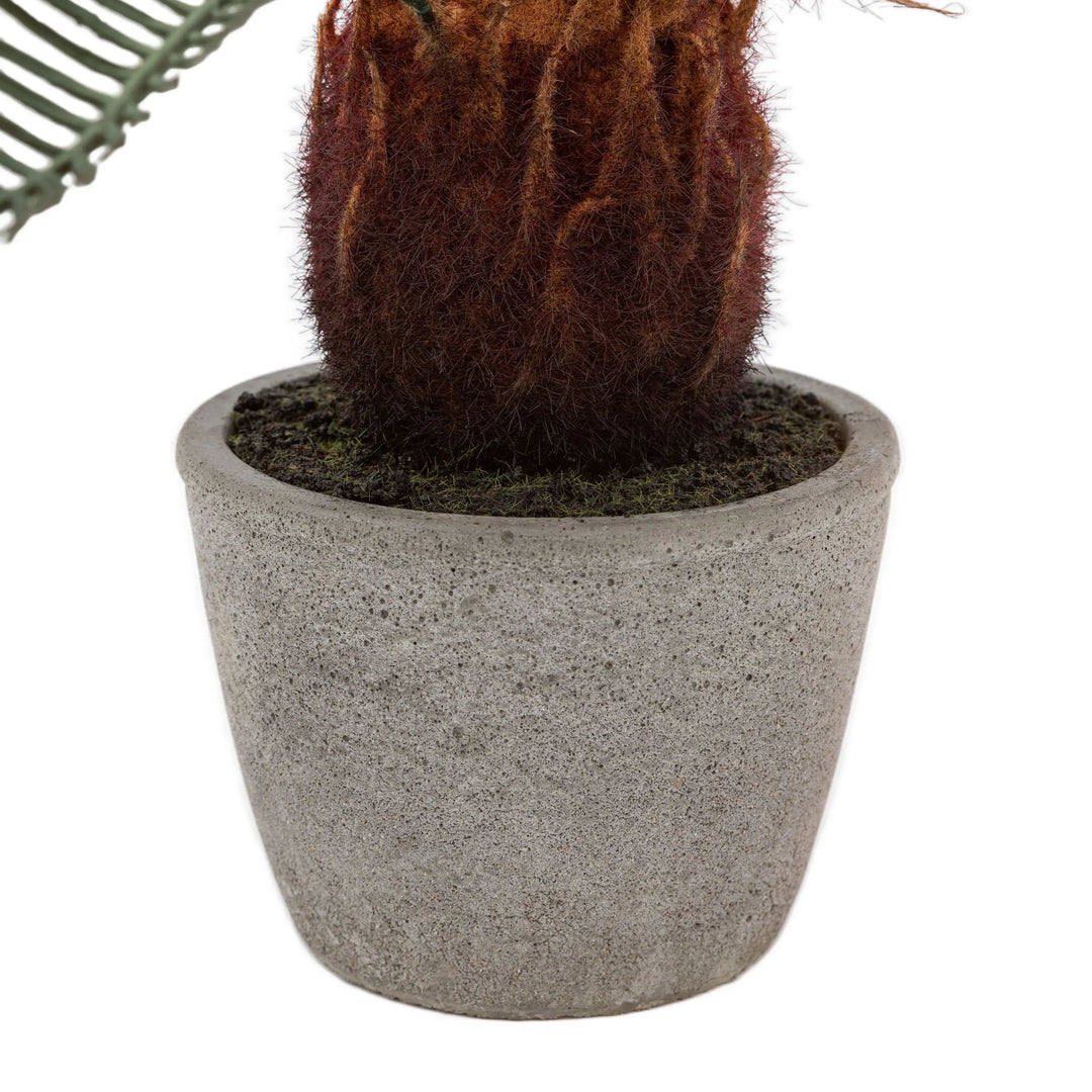 Wide Palm in Concrete Pot