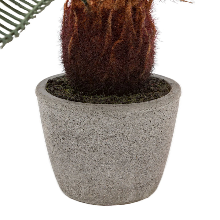 Wide Palm in Concrete Pot