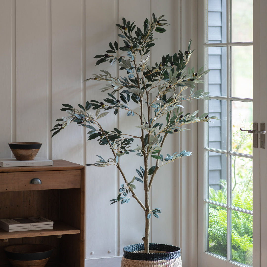 Olive Tree 182cm