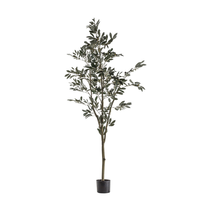 Olive Tree 182cm