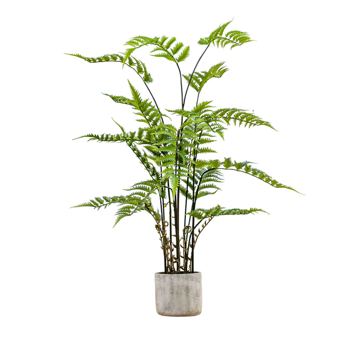 Potted Fern in Cement Pot 107cm