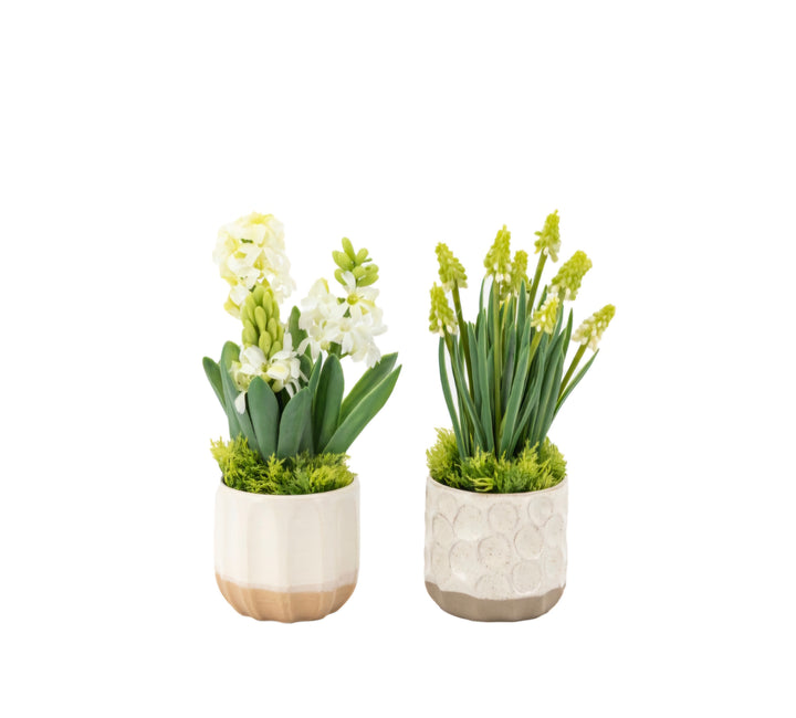 Spring Hydrangea in Ceramic Pots Set of 2