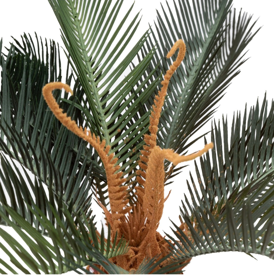 Wide Palm in Concrete Pot