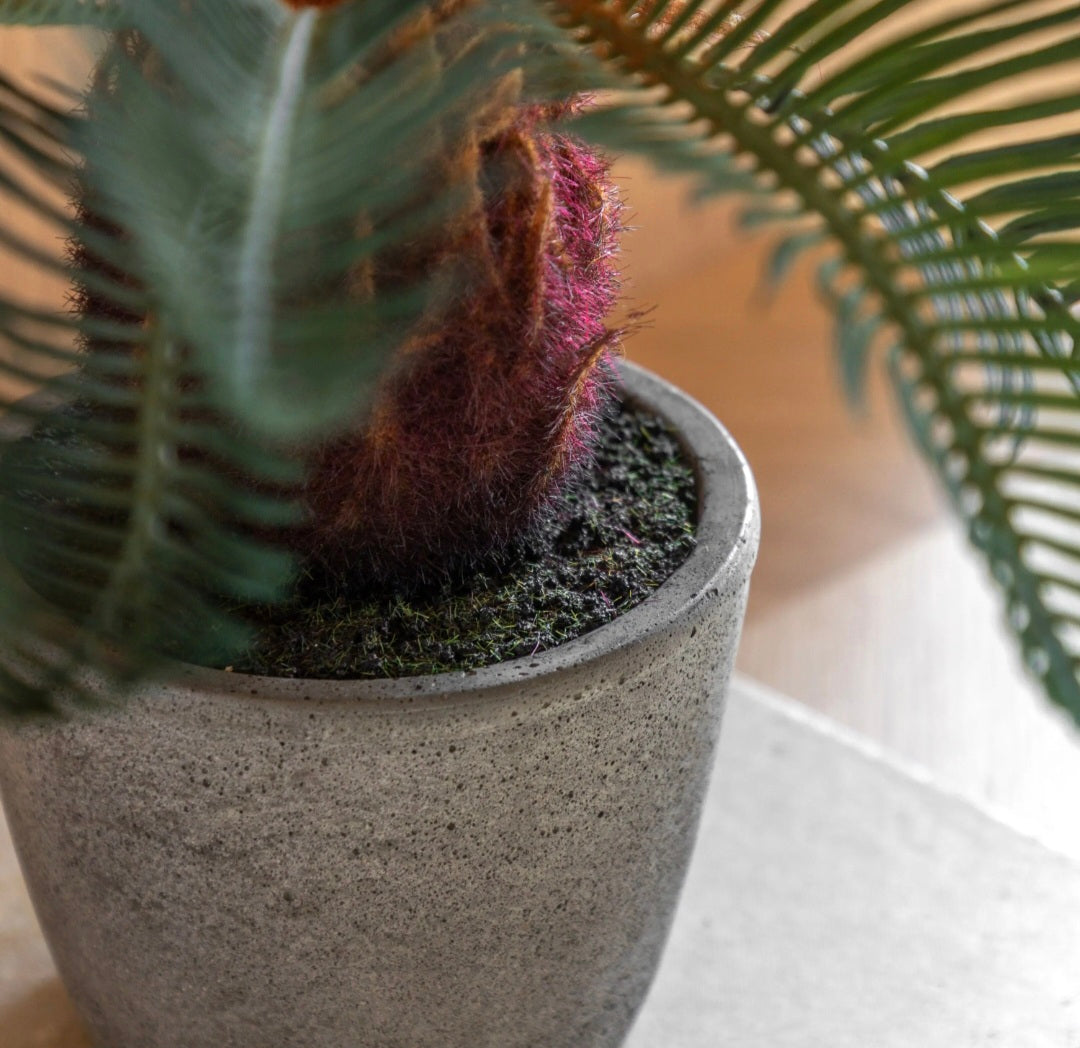 Wide Palm in Concrete Pot